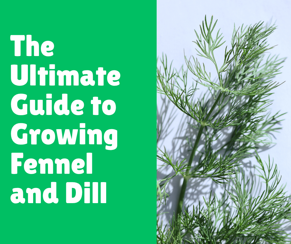 The Ultimate Guide to Growing Fennel and Dill
