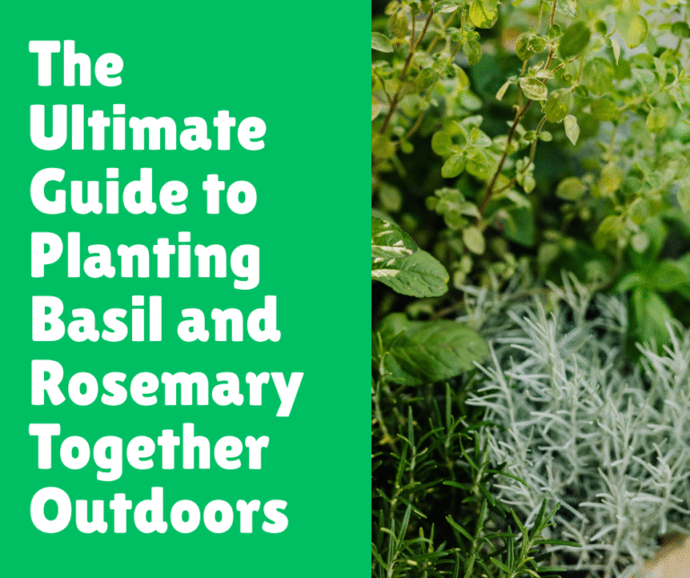 The Ultimate Guide to Planting Basil and Rosemary Together Outdoors