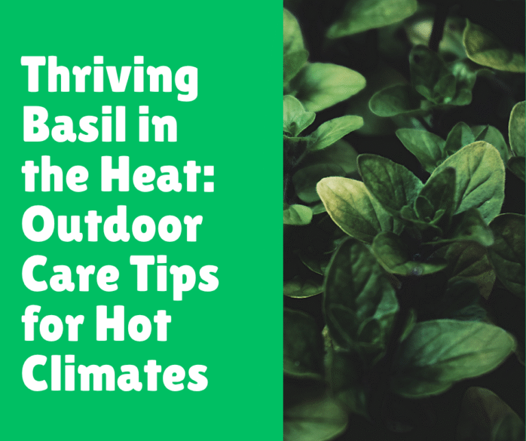Thriving Basil in the Heat: Outdoor Care Tips for Hot Climates