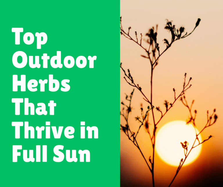 Top Outdoor Herbs That Thrive in Full Sun