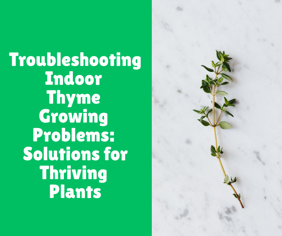 Troubleshooting Indoor Thyme Growing Problems: Solutions for Thriving Plants