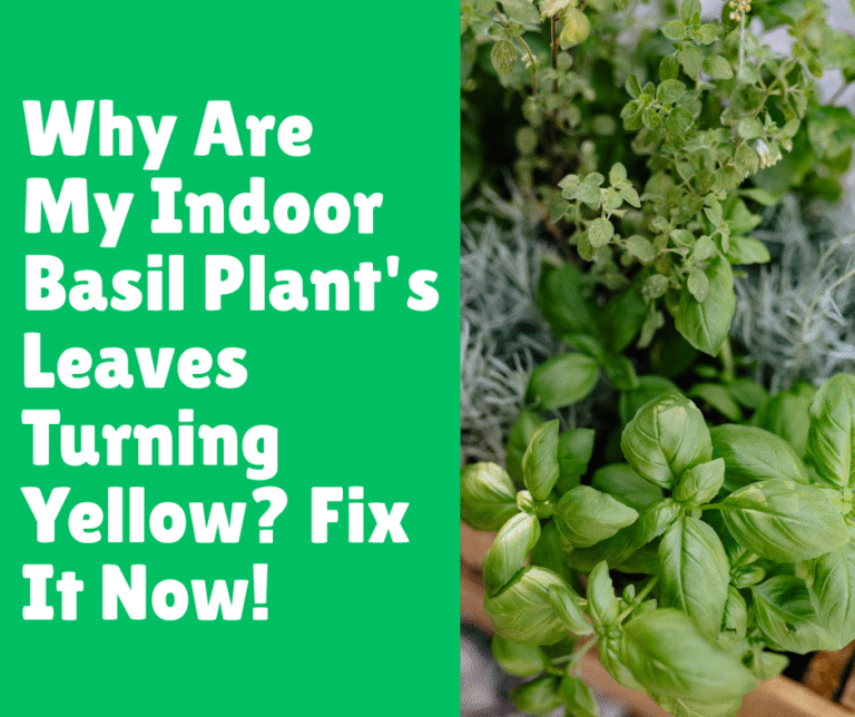 Why Are My Indoor Basil Plant's Leaves Turning Yellow? Fix It Now!