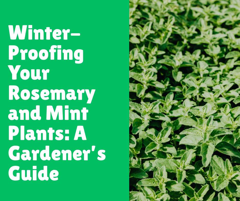 Winter-Proofing Your Rosemary and Mint Plants: A Gardener’s Guide