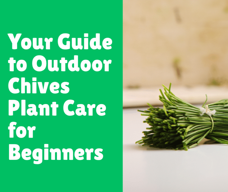 Your Guide to Outdoor Chives Plant Care for Beginners