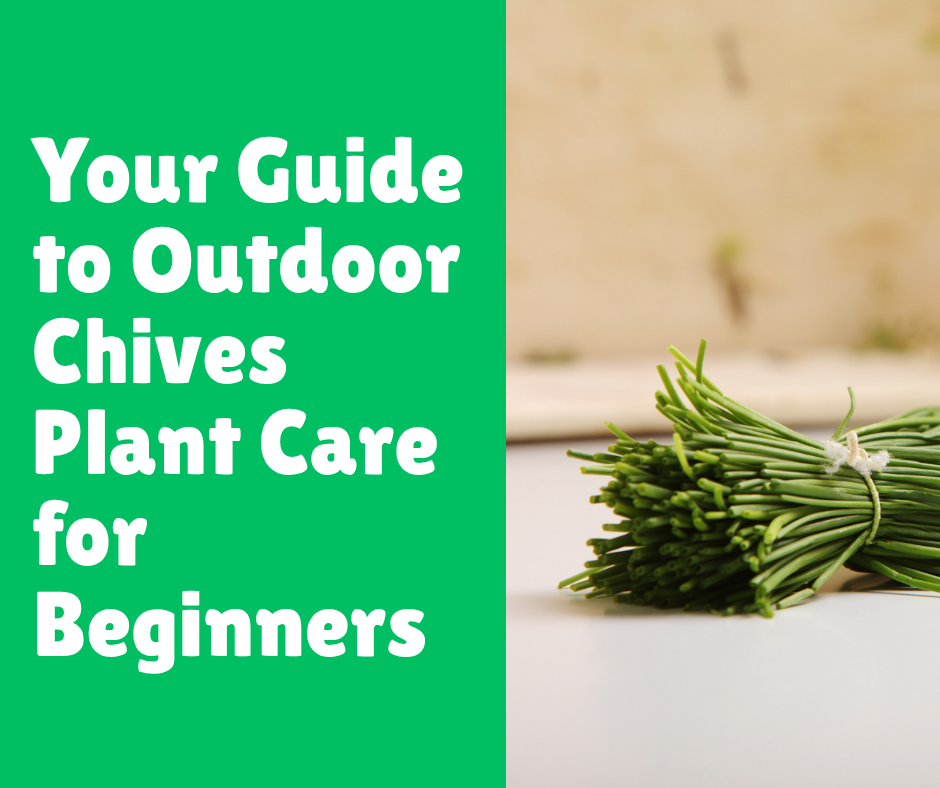 Your Guide to Outdoor Chives Plant Care for Beginners