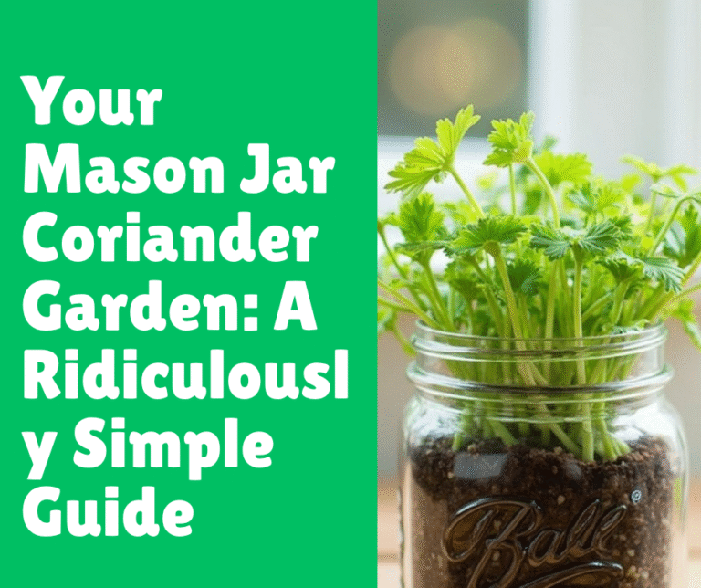 Your Mason Jar Coriander Garden: A Ridiculously Simple Guide
