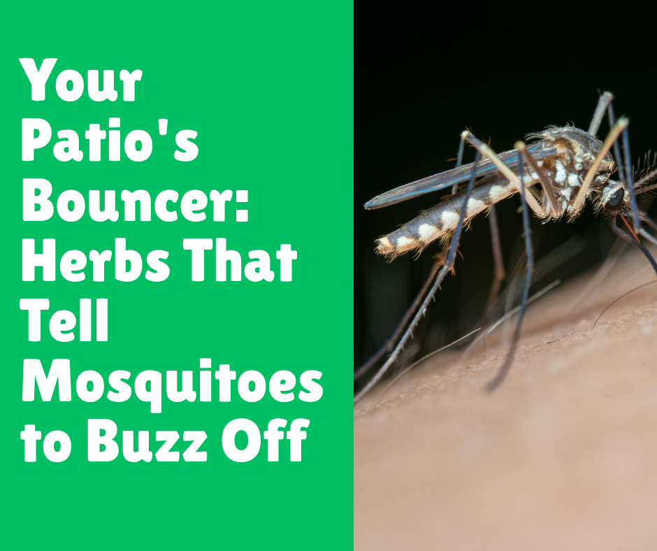Your Patio's Bouncer: Herbs That Tell Mosquitoes to Buzz Off