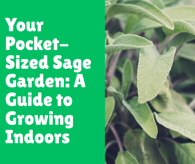 Your Pocket-Sized Sage Garden: A Guide to Growing Indoors