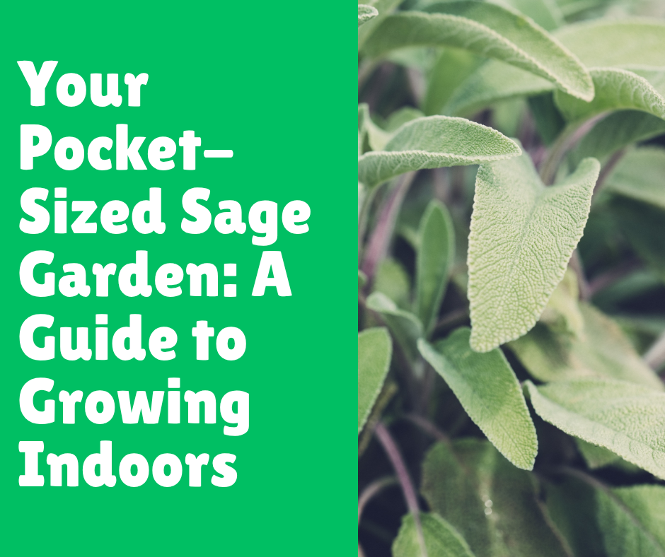 Your Pocket-Sized Sage Garden: A Guide to Growing Indoors