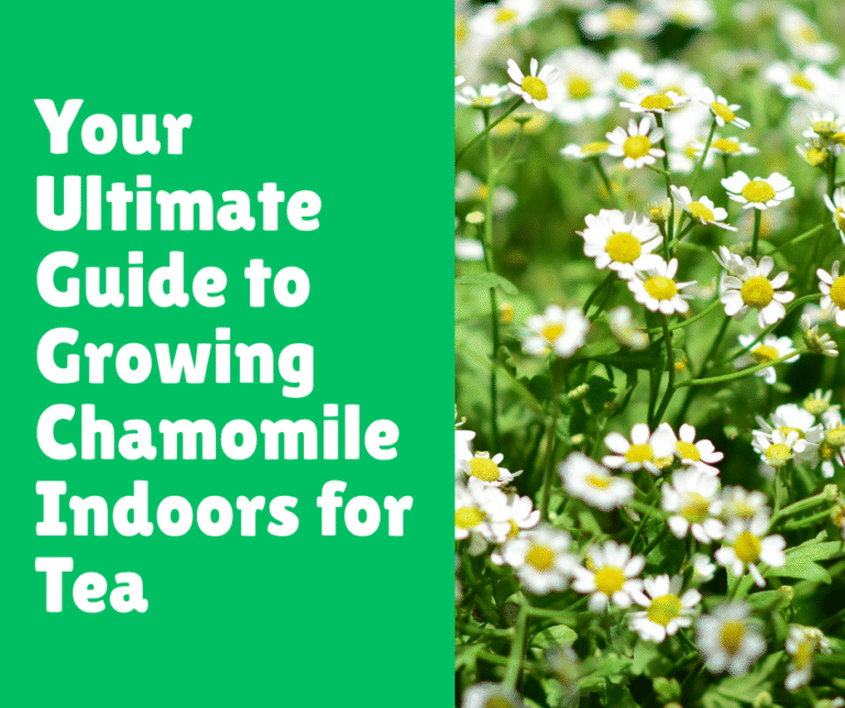 Your Ultimate Guide to Growing Chamomile Indoors for Tea