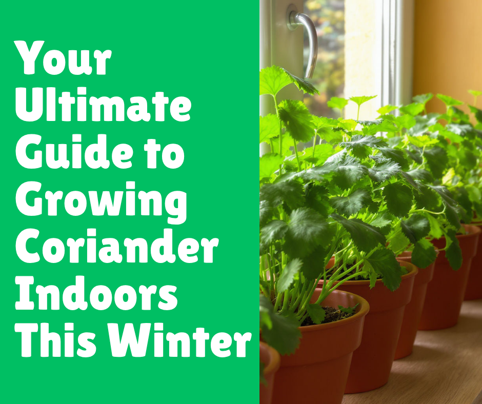 Your Ultimate Guide to Growing Coriander Indoors This Winter