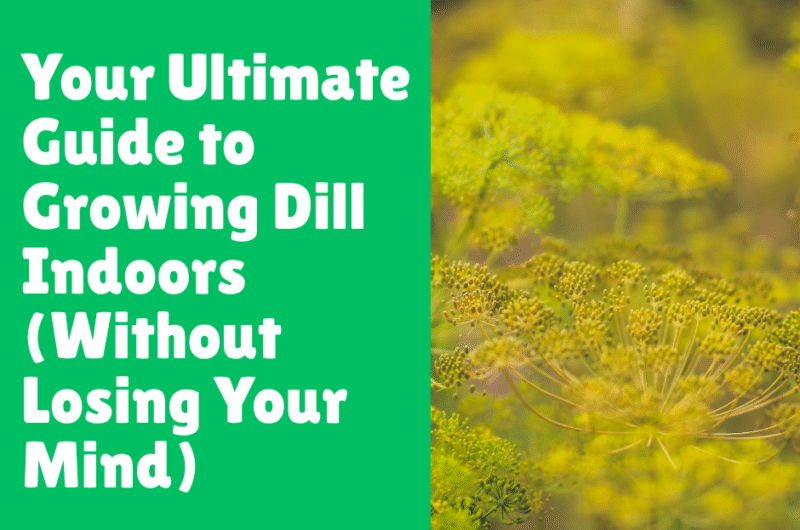 Your Ultimate Guide to Growing Dill Indoors (Without Losing Your Mind)