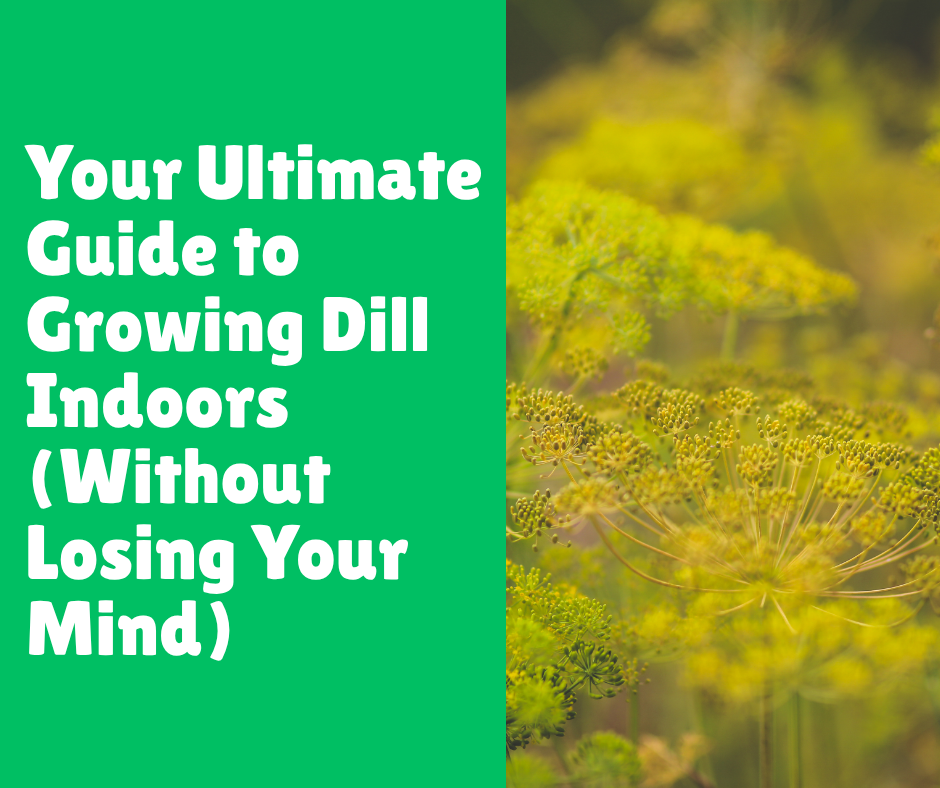 Your Ultimate Guide to Growing Dill Indoors (Without Losing Your Mind)