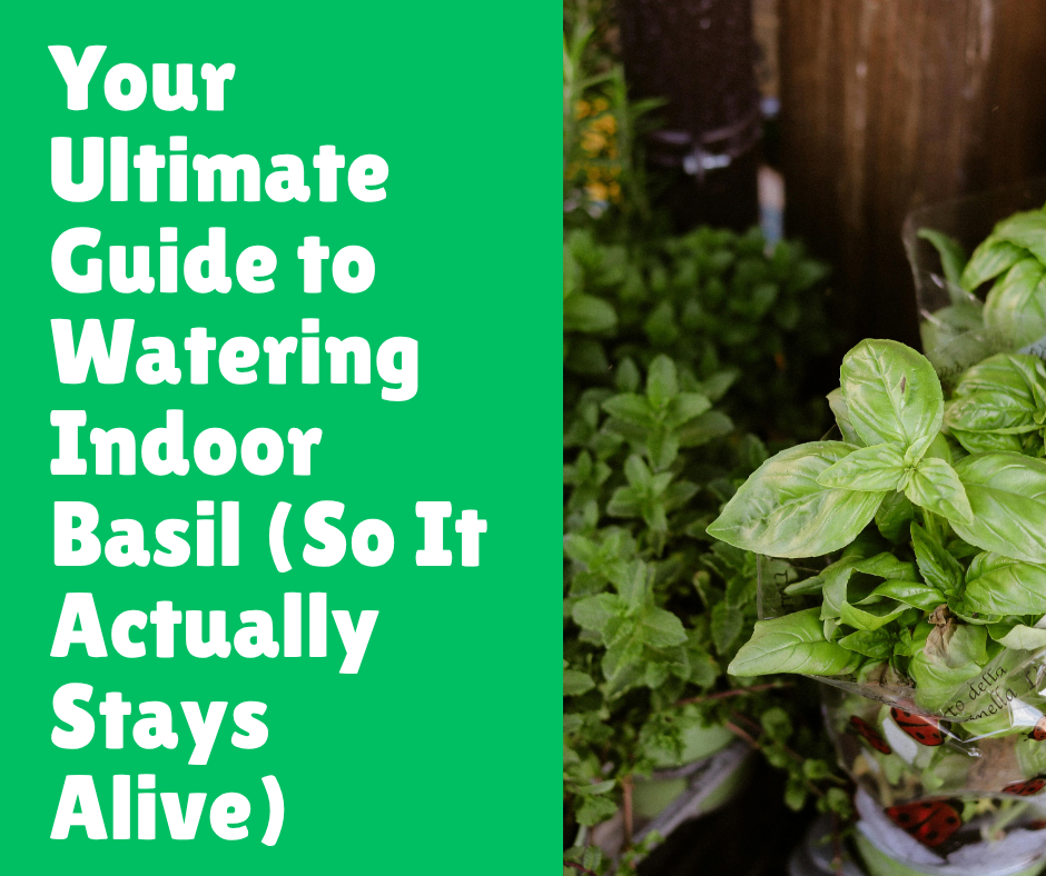 Your Ultimate Guide to Watering Indoor Basil
