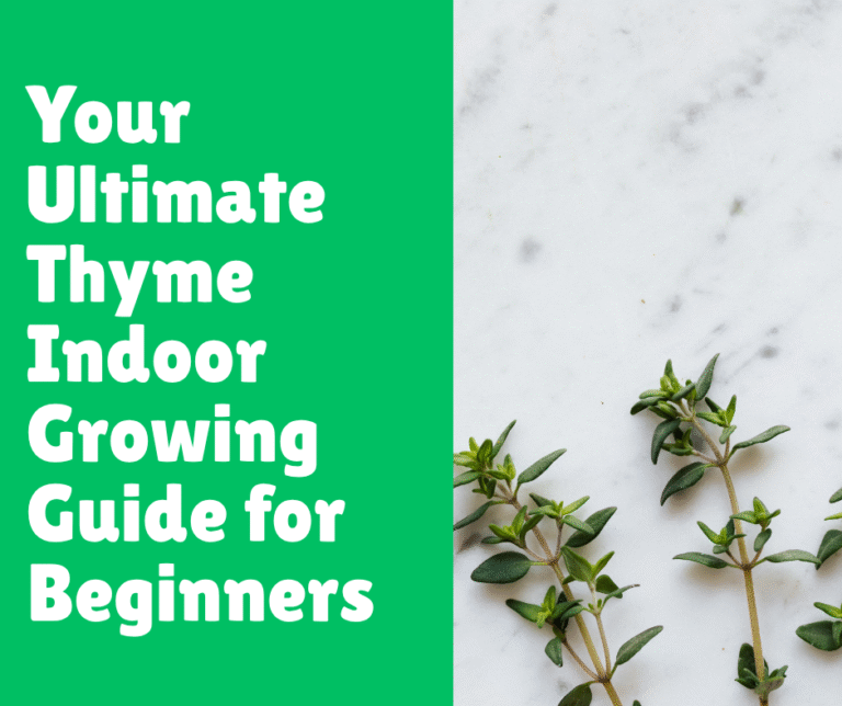 Your Ultimate Thyme Indoor Growing Guide for Beginners